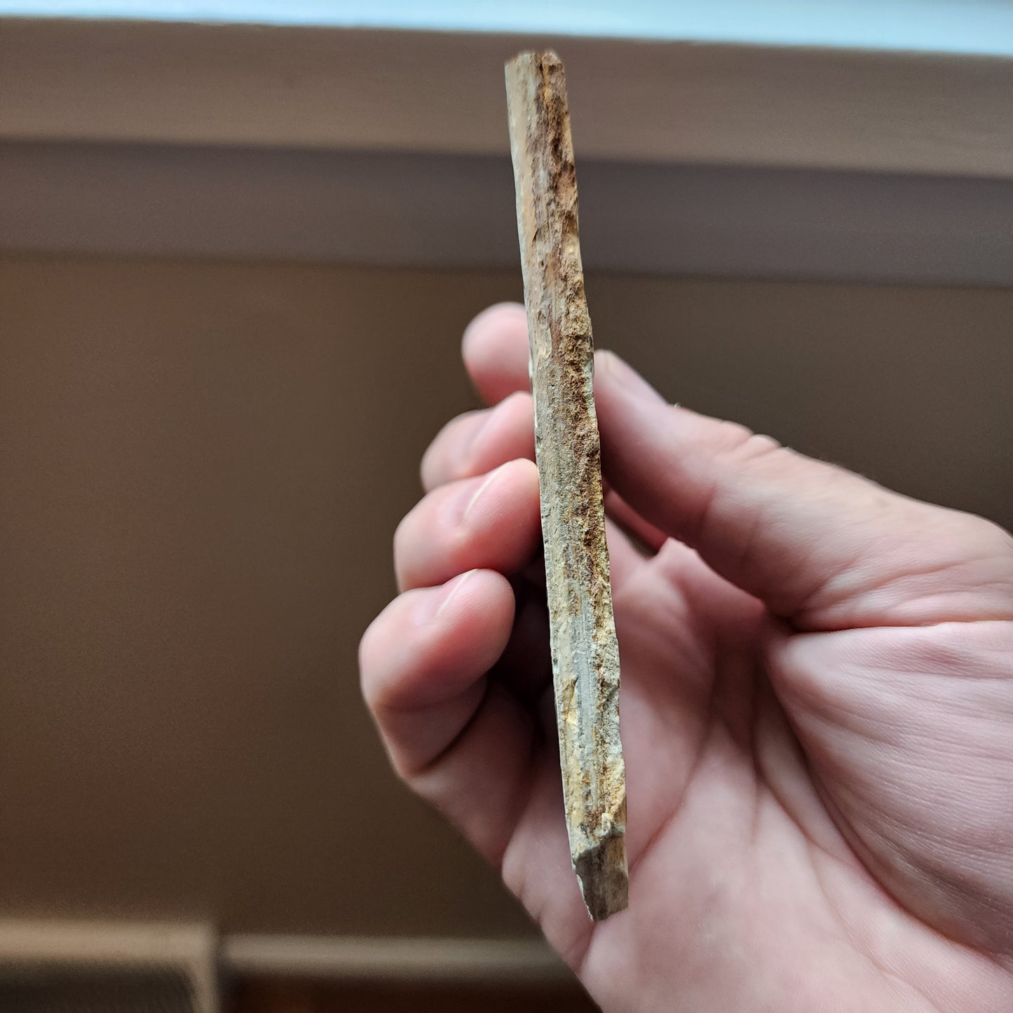 Liaoningocladus Fossil Plant Specimen - BOII5