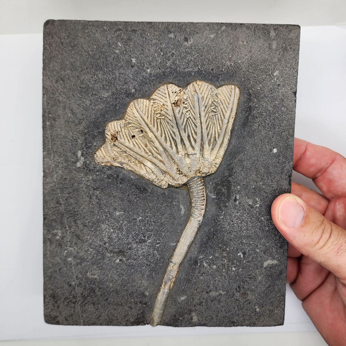 Traumatocrinus Crinoid Fossil Slab - Sea Lily - Guanling Guizhou China #3