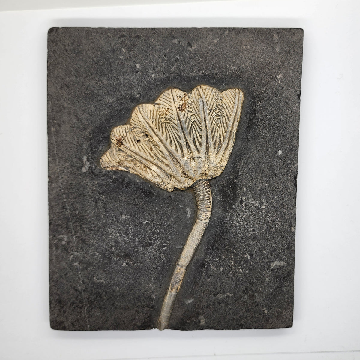 Traumatocrinus Crinoid Fossil Slab - Sea Lily - Guanling Guizhou China #3