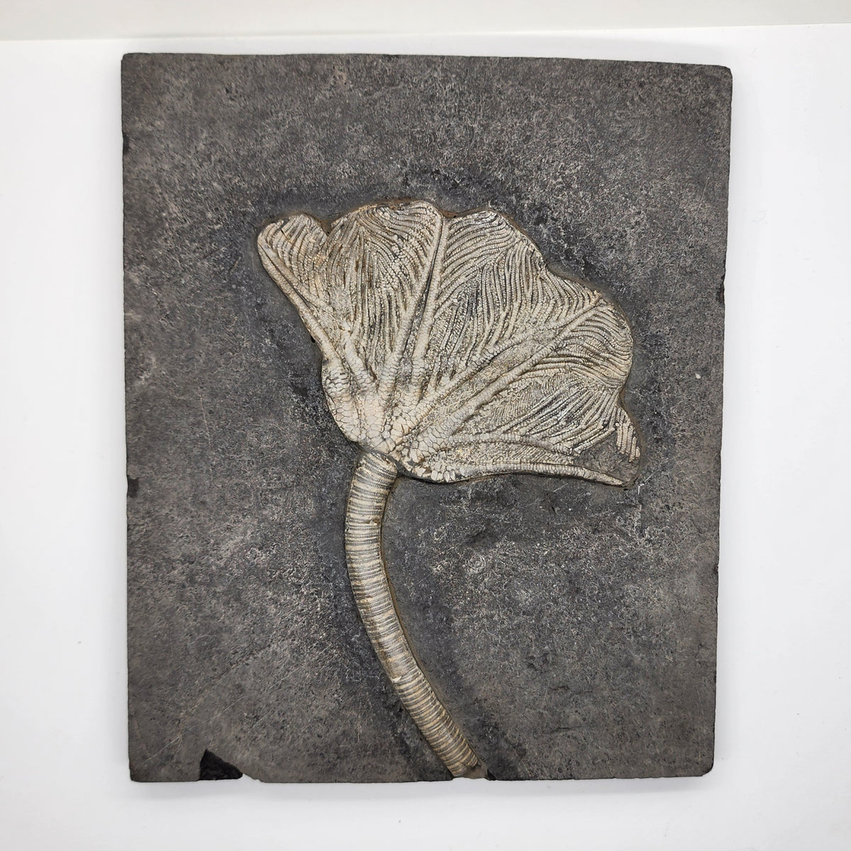 Traumatocrinus Crinoid Fossil Slab - Sea Lily - Guanling Guizhou China #2