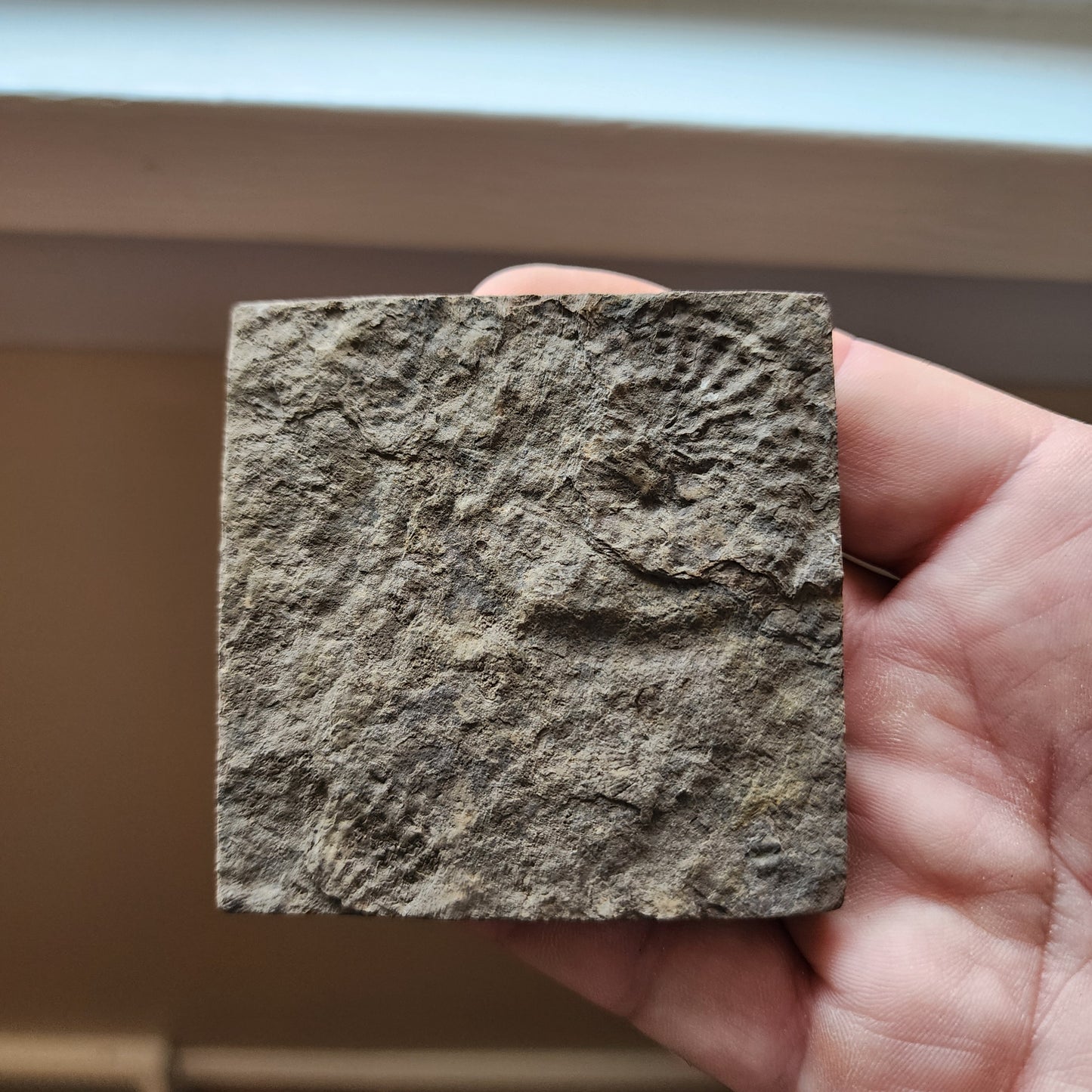 Ammonite Spiral Fossil Plate Trachyceras AMP3