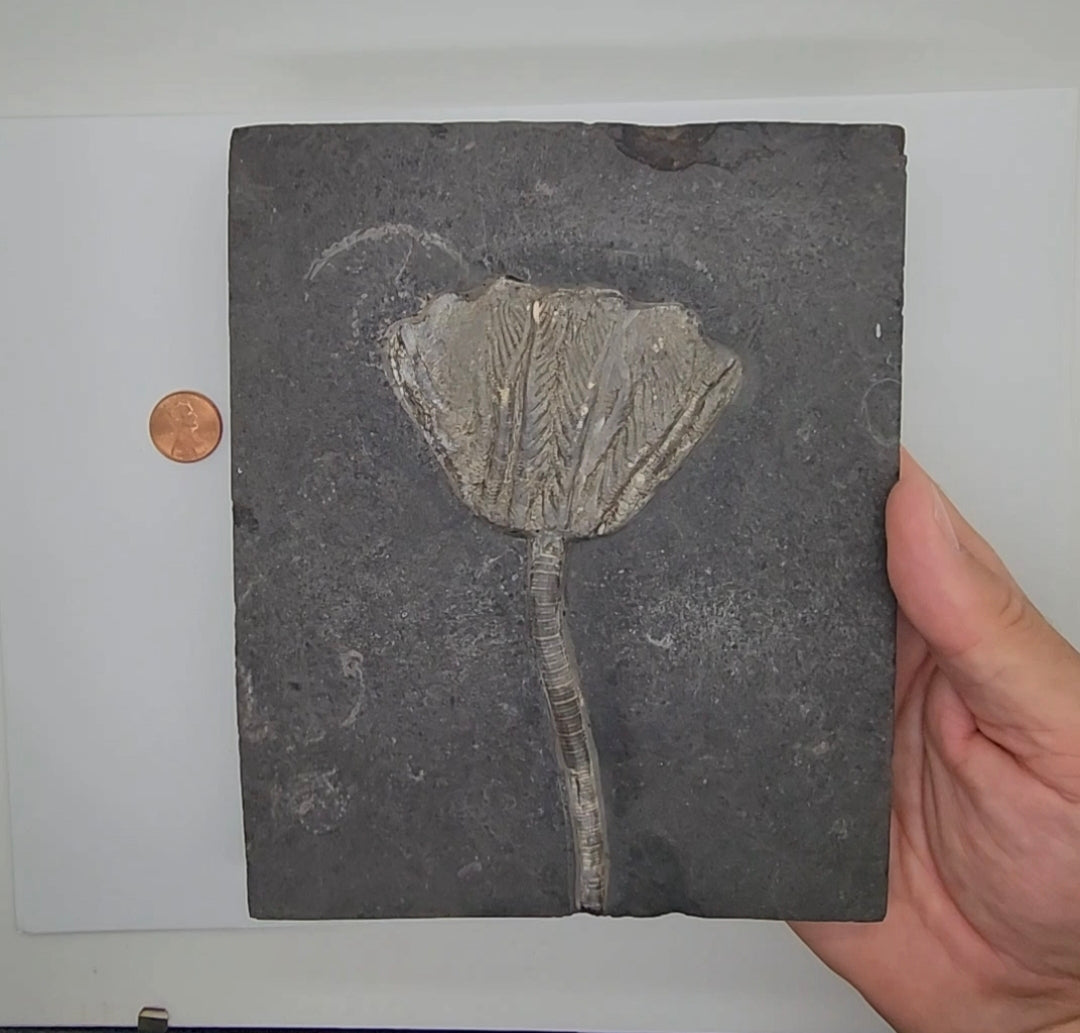 Traumatocrinus Crinoid Fossil Slab - Complete Sea Lily - Guanling Guizhou China