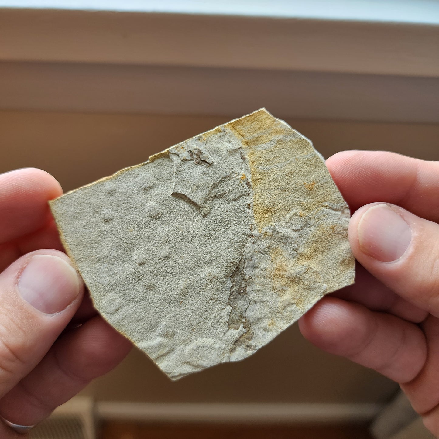 Liaoningocladus Fossil Plant Specimen - BOII4