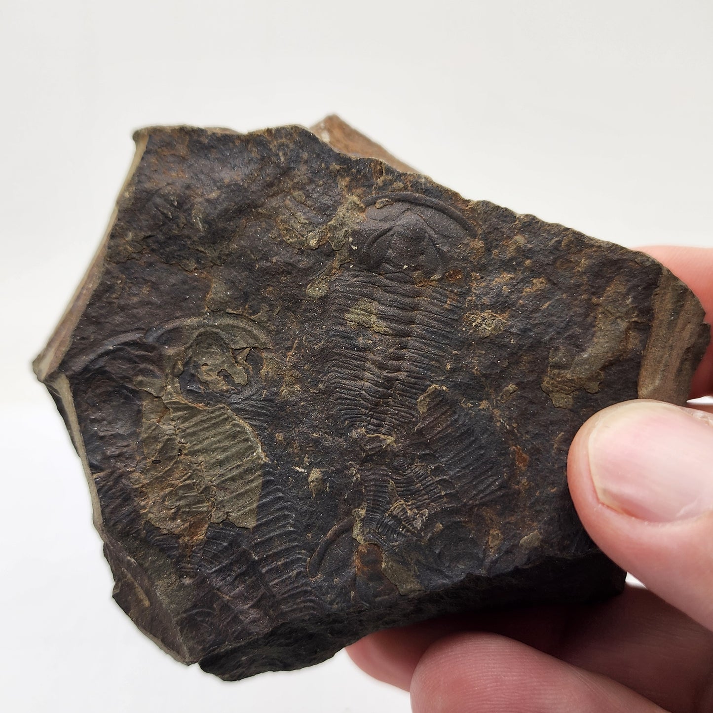 Trilobite Fossil Plate - TR2
