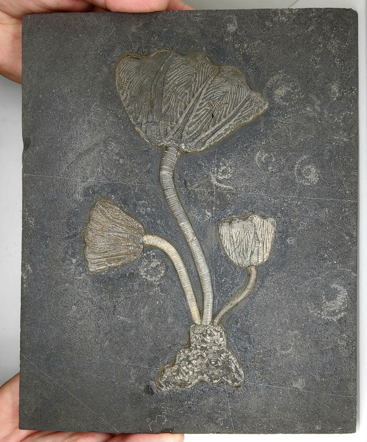 Traumatocrinus Crinoid Fossil Slab - Sea Lily -Medium-  Guanling Guizhou China #4