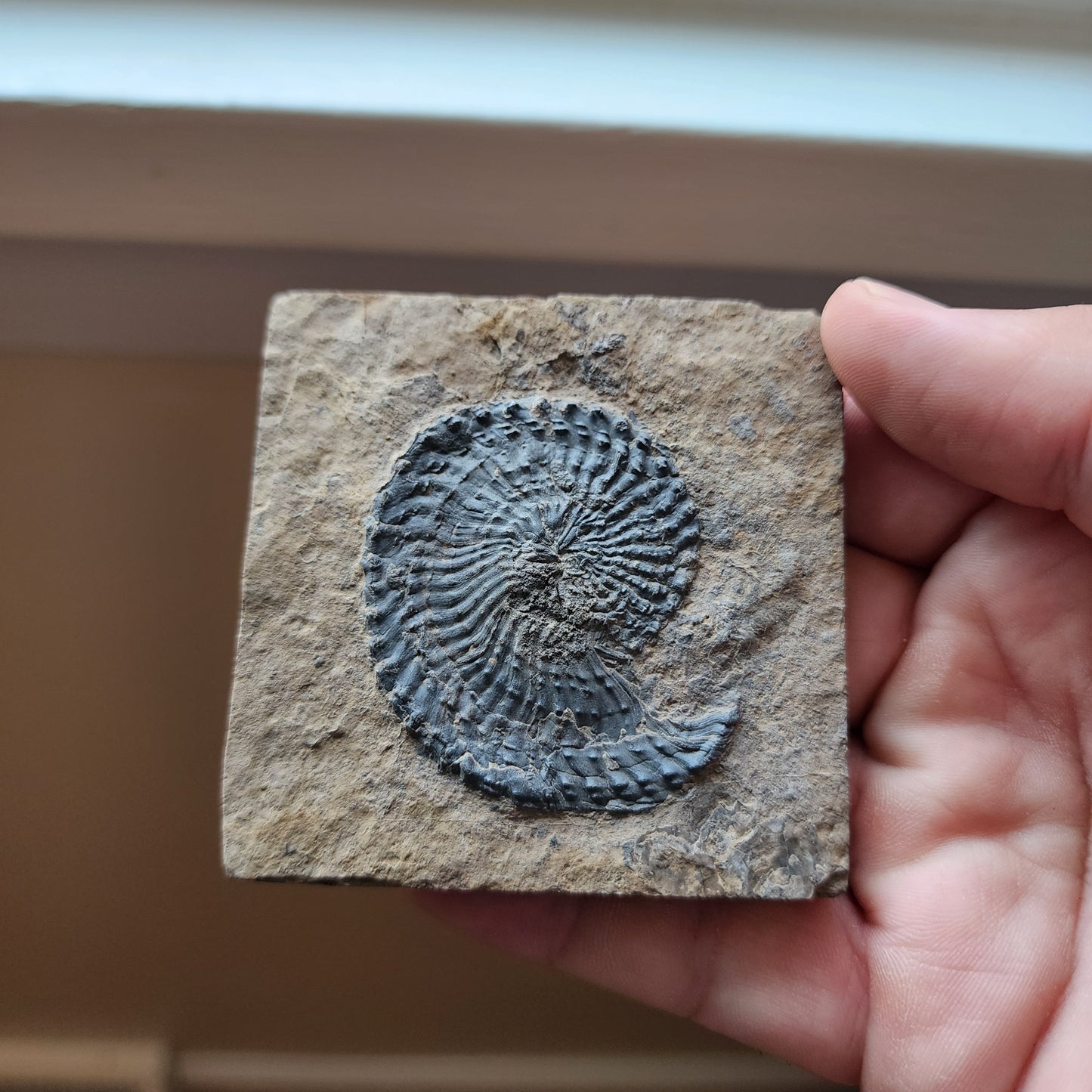 Ammonite Spiral Fossil Plate Trachyceras AMP3