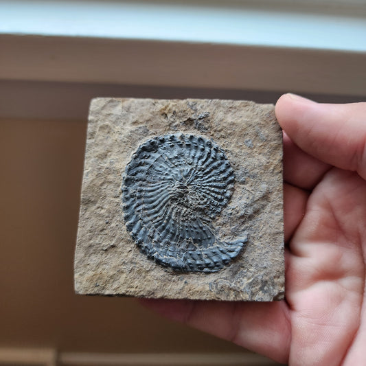 Ammonite Spiral Fossil Plate Trachyceras AMP3