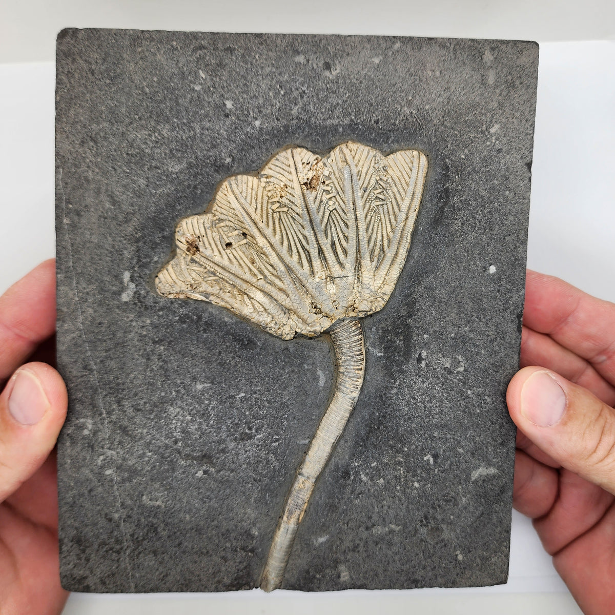 Traumatocrinus Crinoid Fossil Slab - Sea Lily - Guanling Guizhou China #3