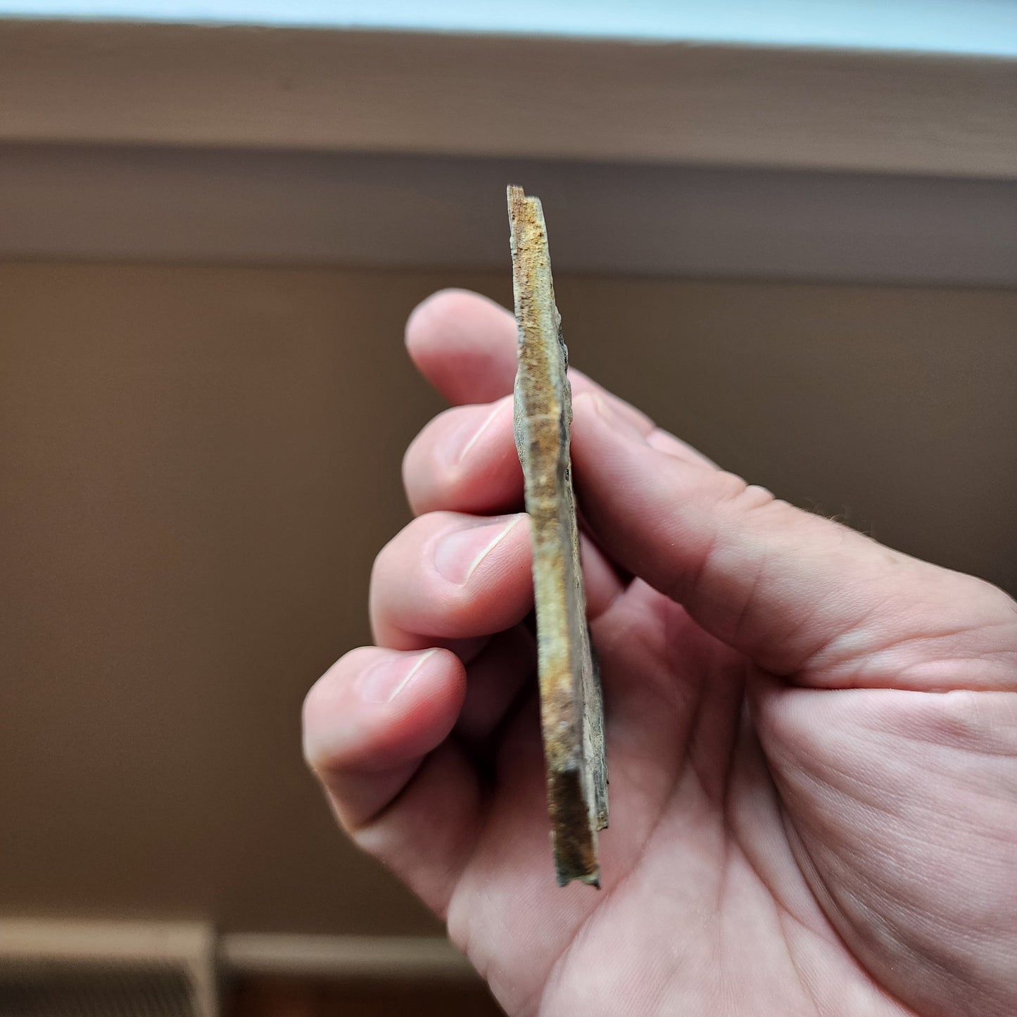 Liaoningocladus Fossil Plant Specimen - BOII2