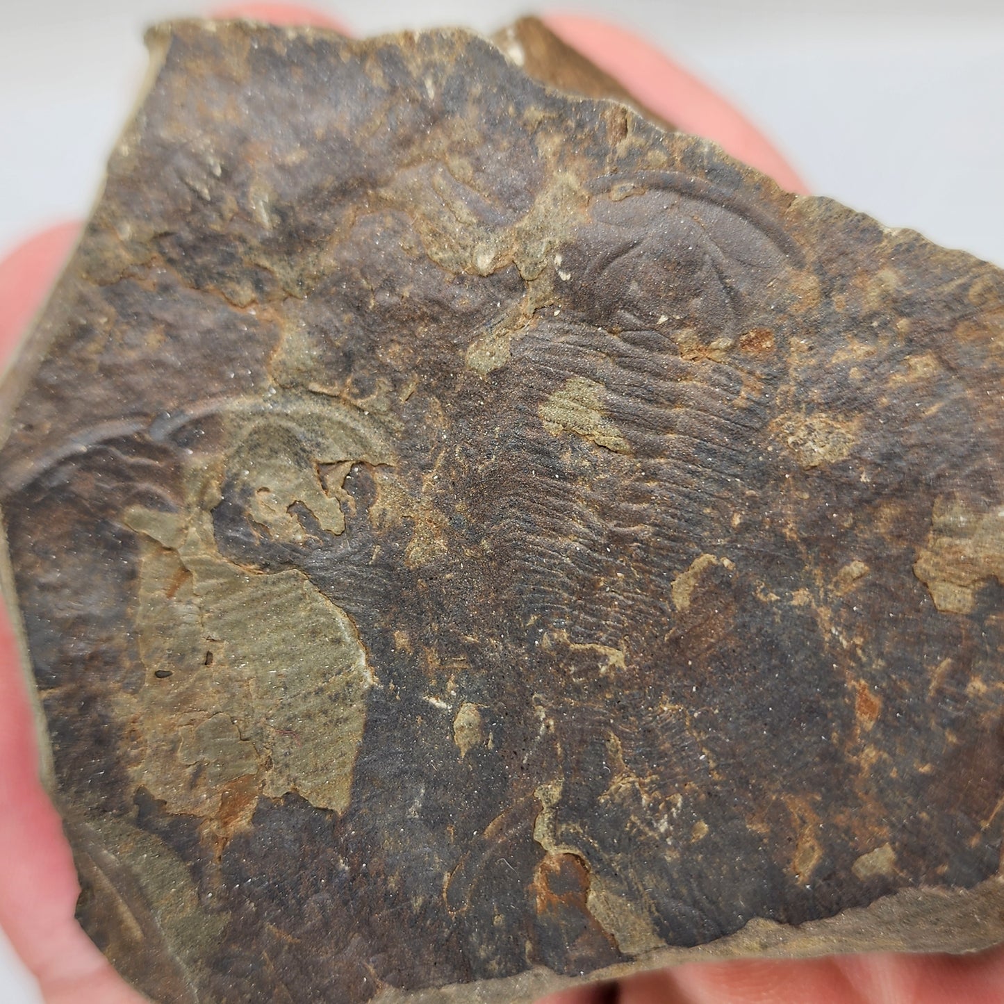 Trilobite Fossil Plate - TR2