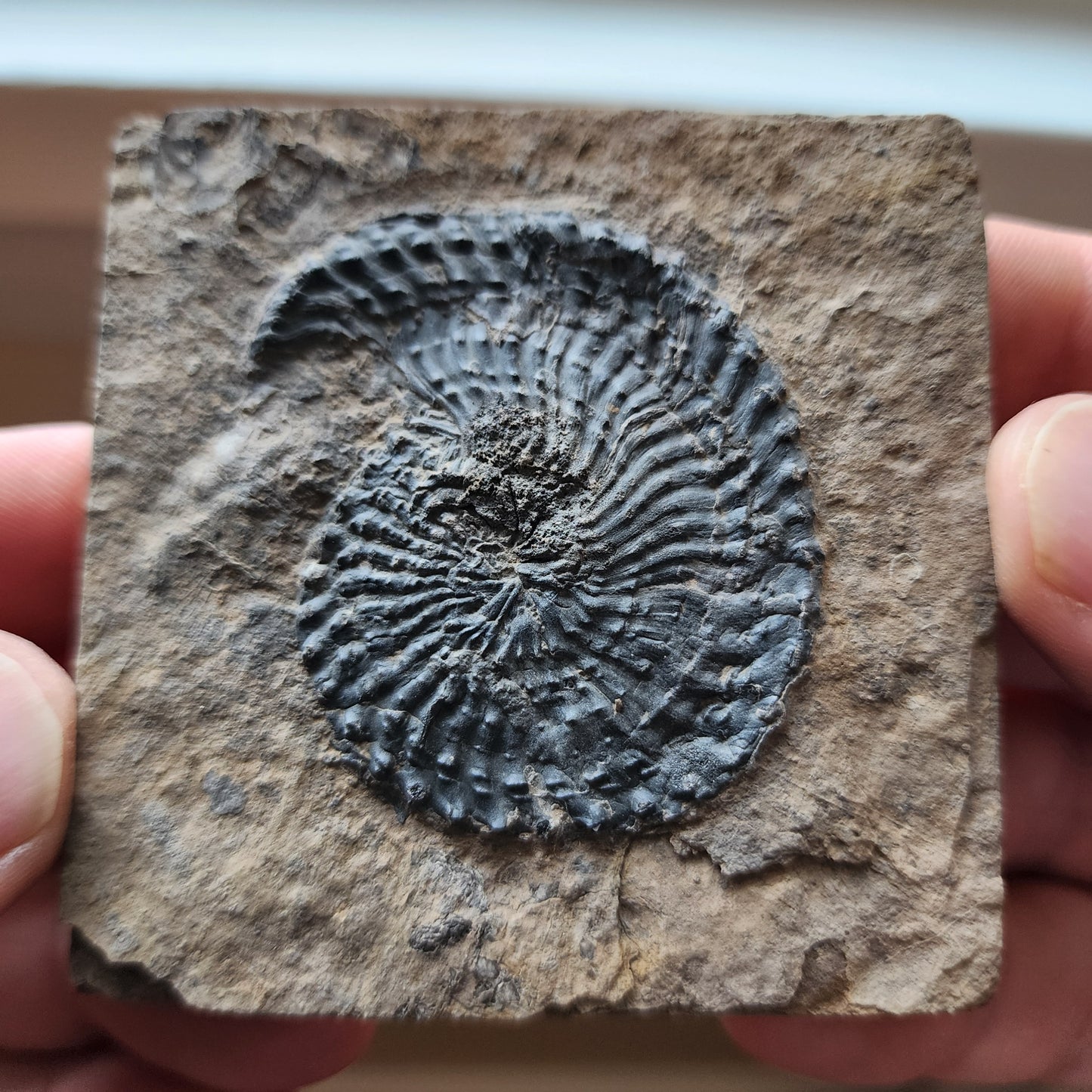 Ammonite Spiral Fossil Plate Trachyceras AMP3