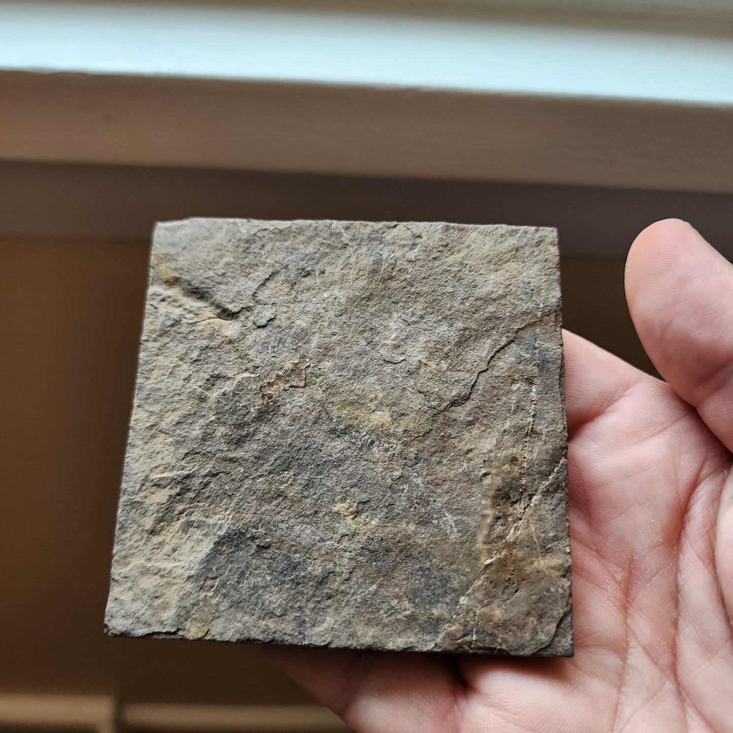 Ammonite Spiral Fossil Plate Trachyceras AMP1