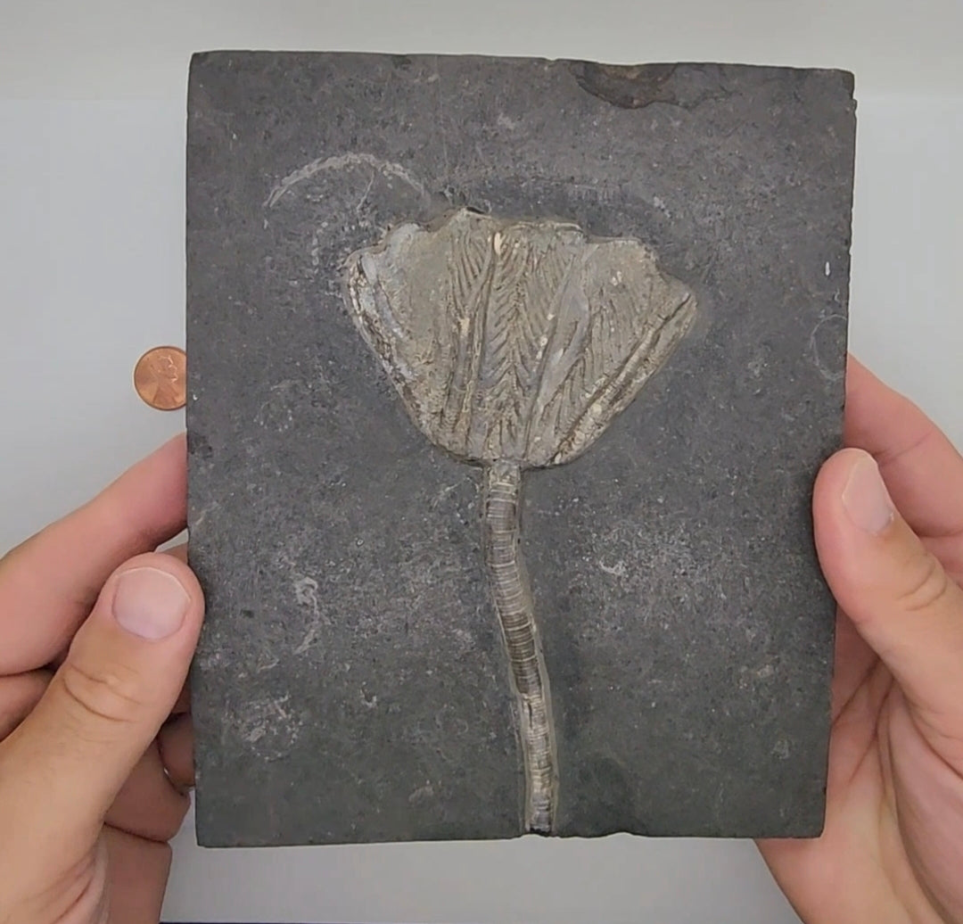Traumatocrinus Crinoid Fossil Slab - Complete Sea Lily - Guanling Guizhou China