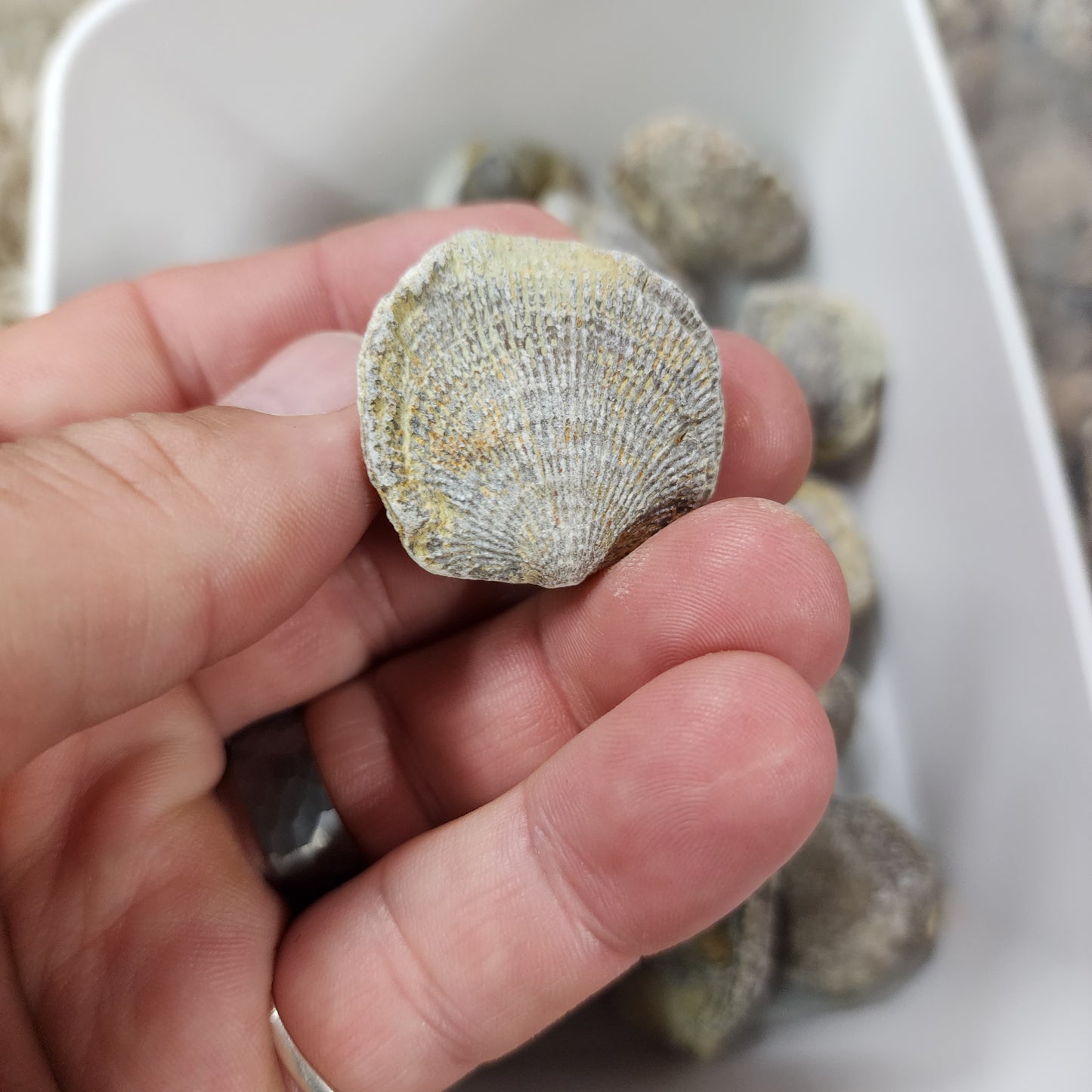 Devonian Atrypa Brachiopod Fossil - Morocco - 1 pc