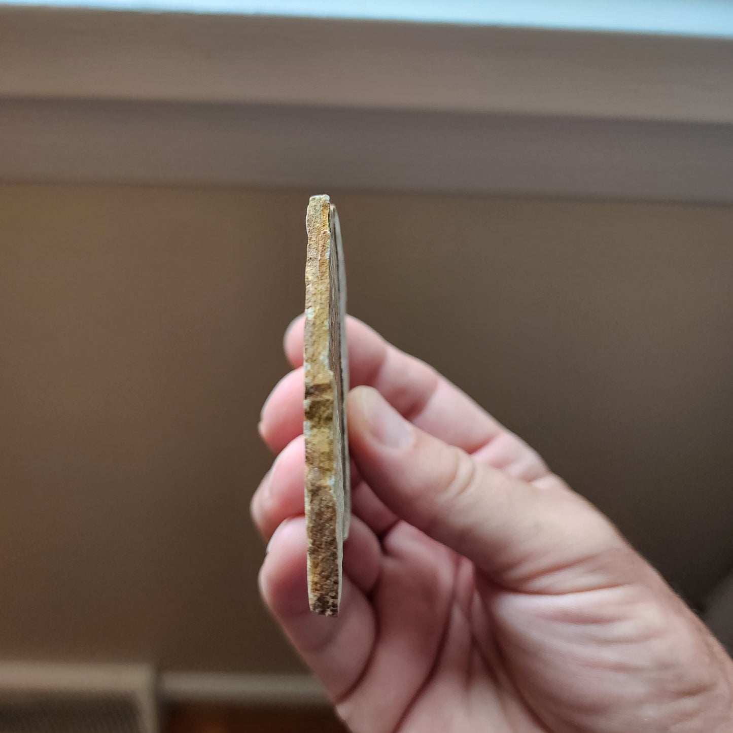 Liaoningocladus Fossil Plant Specimen - BOII4
