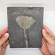 Traumatocrinus Crinoid Fossil Slab - Complete Sea Lily - Guanling Guizhou China