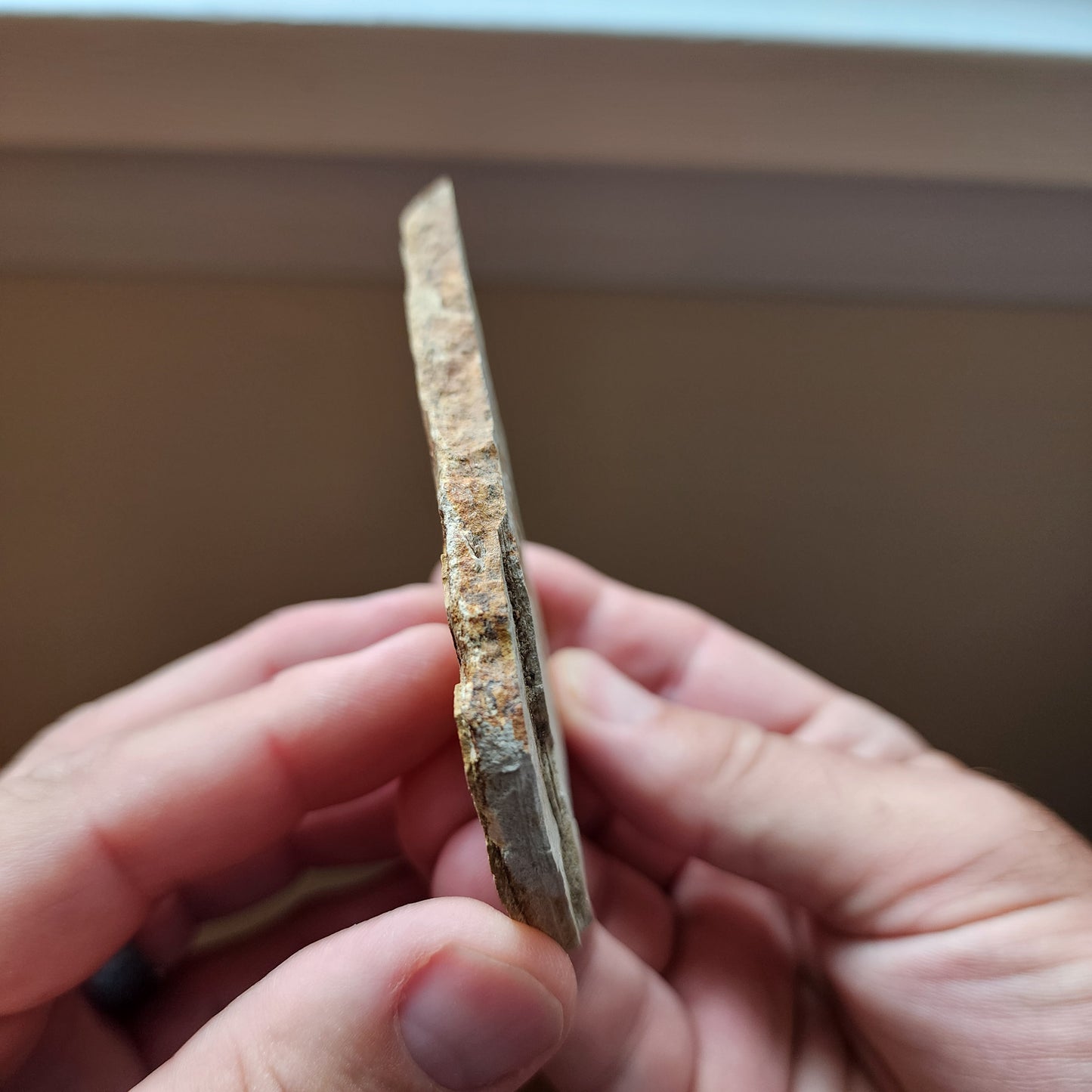 Liaoningocladus Fossil Plant Specimen - BOII1