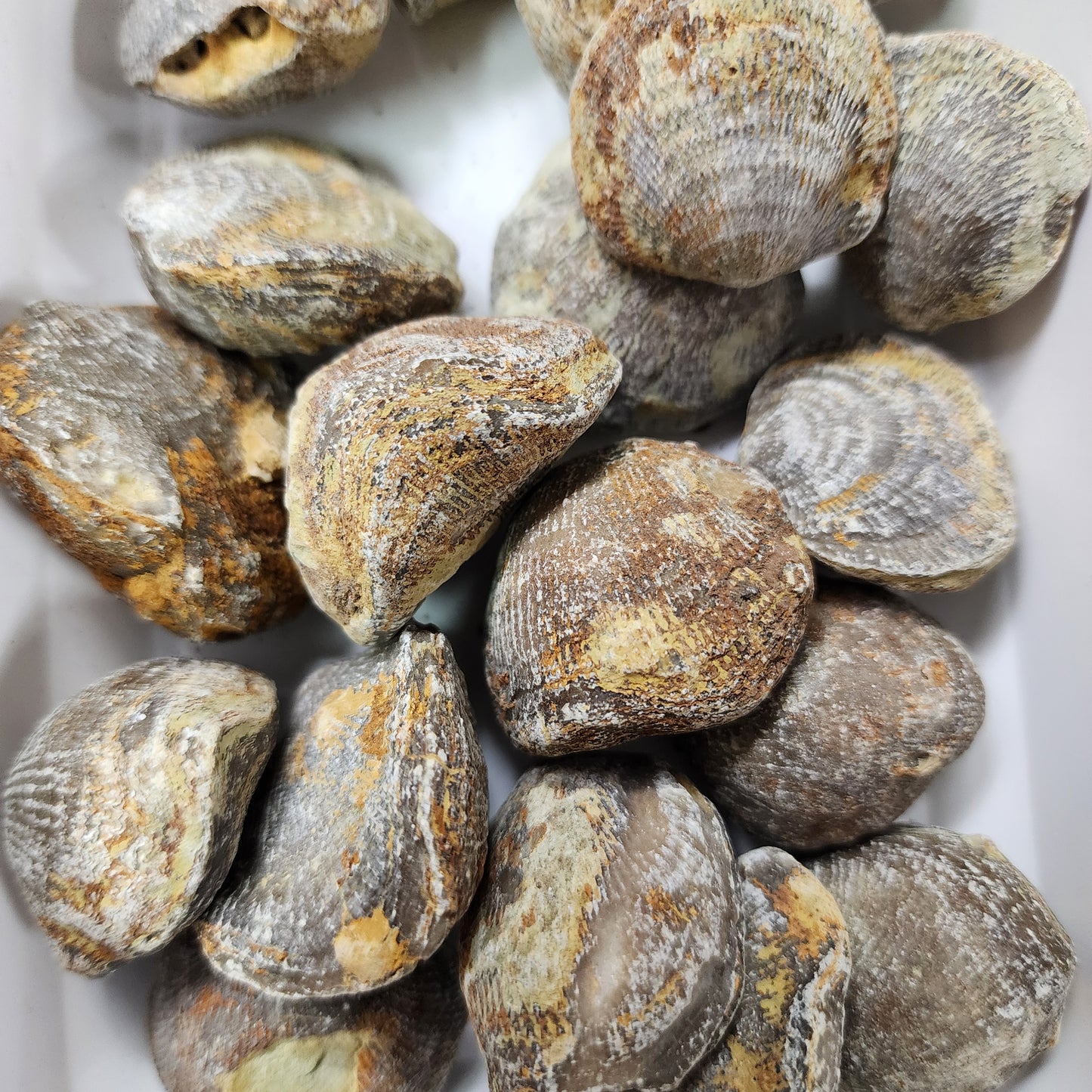 Devonian Atrypa Brachiopod Fossil - Morocco - 1 pc