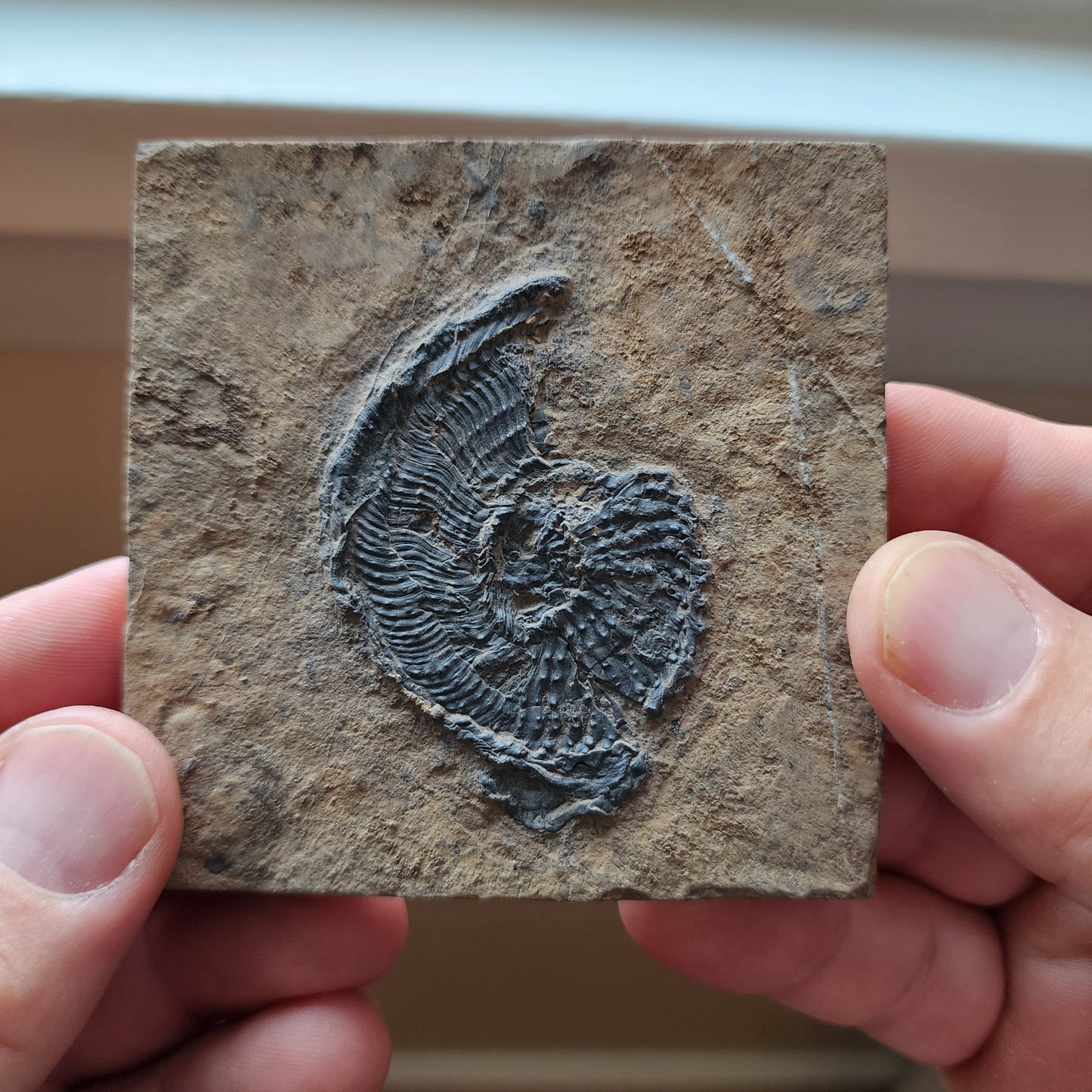 Ammonite Spiral Fossil Plate Trachyceras AMP1