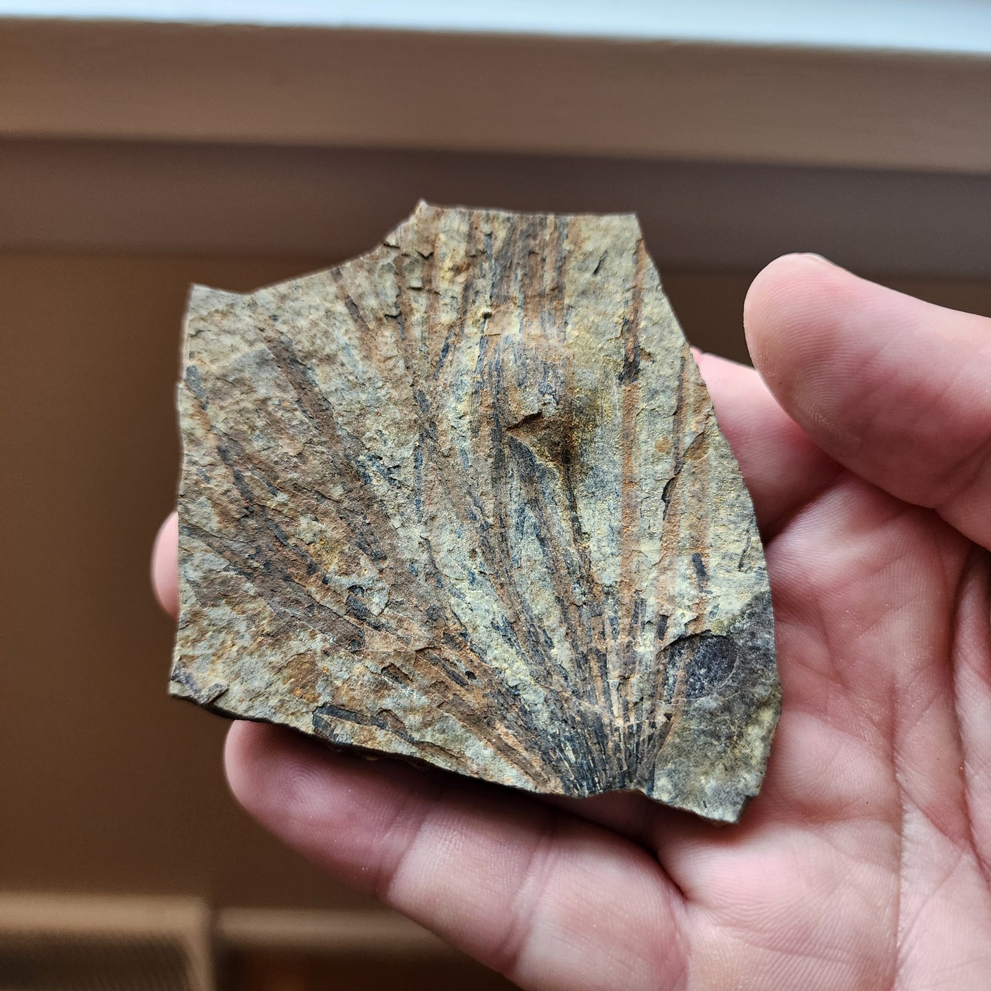 Liaoningocladus Fossil Plant Specimen - BOII2