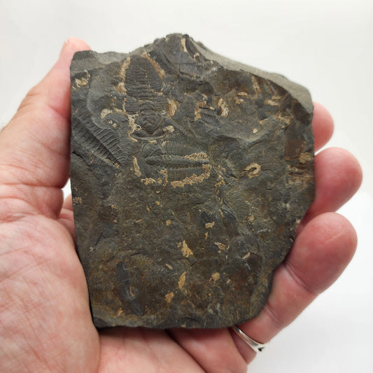 Trilobite Fossil Plate - TR1