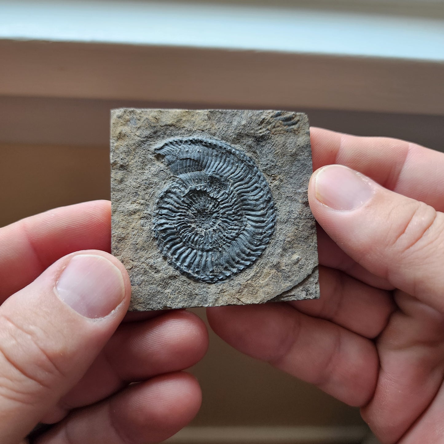Ammonite Spiral Fossil Plate Trachyceras AMP2