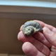 Platyceras Fossils - Wholesale Lot of 10