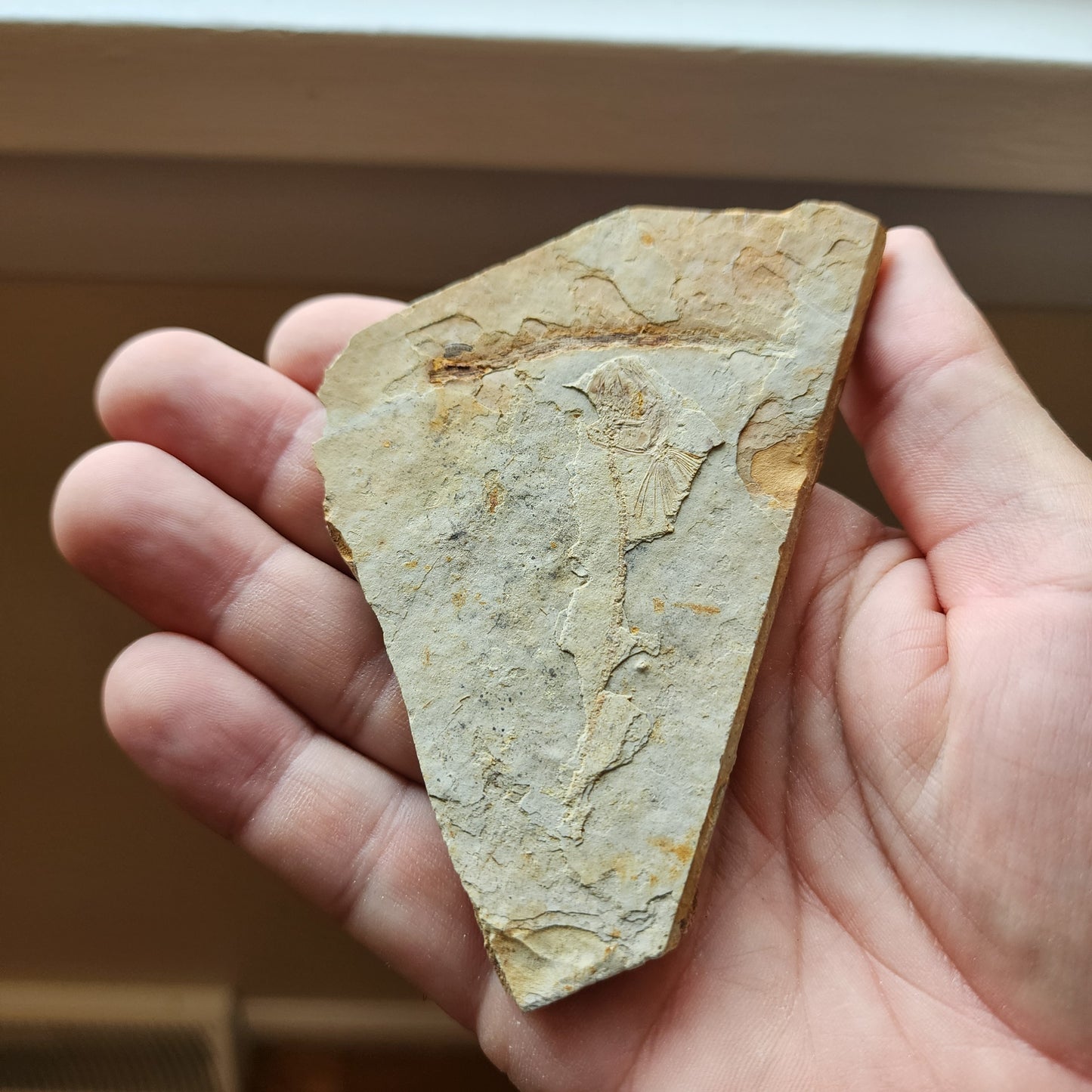 Liaoningocladus Fossil Plant Specimen - BOII5