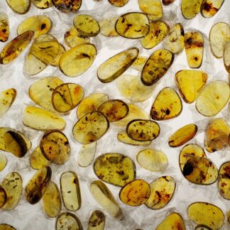 10 Small Amber Specimens with Insect Inclusions