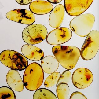5 Mini Amber Specimens with Insect Inclusions
