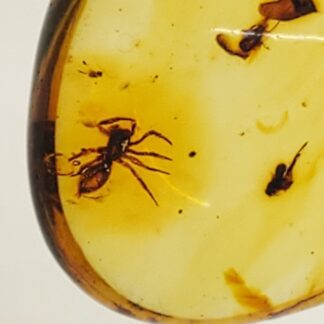Amber with Mosquito 2 Insects 1 Spider and Inclusions